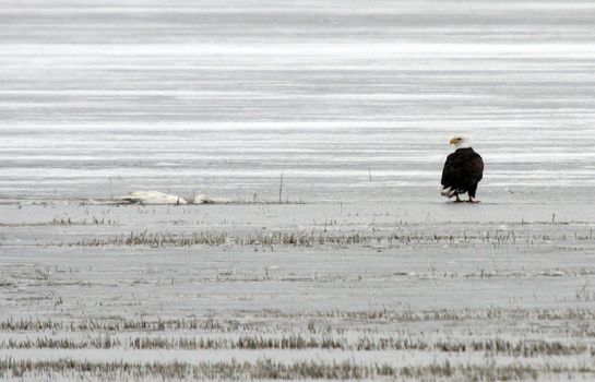 Bald Eagle.  Photo taken at Lower Klamath National Wildlife Refuge, CA.