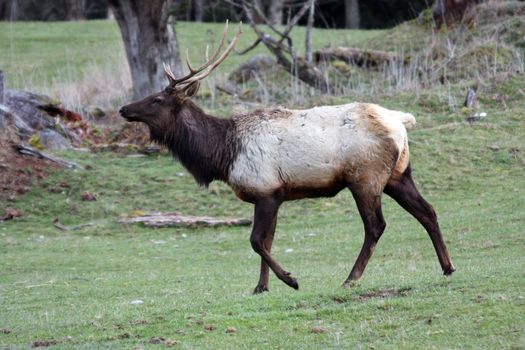 Elk.  Photo taken at Northwest Trek Wildlife Park, WA.