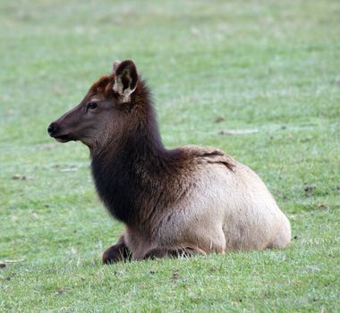 Elk.  Photo taken at Northwest Trek Wildlife Park, WA.