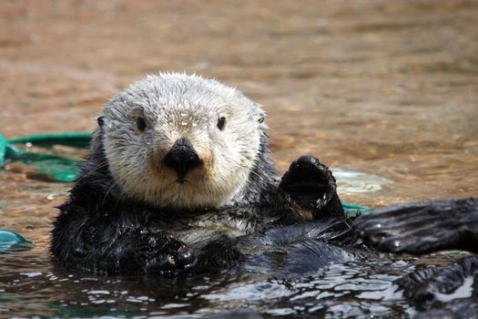 Sea Otter.  Photo taken at Point Defiance Zoo, WA.