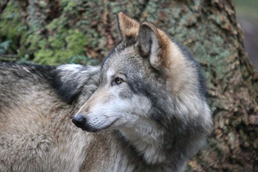 Grey Wolf.  Photo taken at Northwest Trek Wildlife Park, WA.