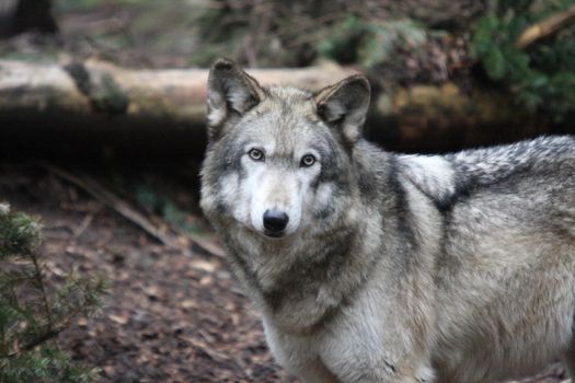 Grey Wolf.  Photo taken at Northwest Trek Wildlife Park, WA.