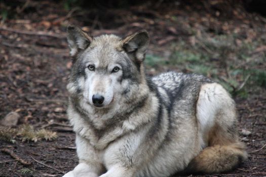 Grey Wolf.  Photo taken at Northwest Trek Wildlife Park, WA.