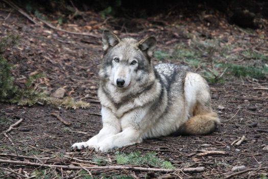 Grey Wolf.  Photo taken at Northwest Trek Wildlife Park, WA.