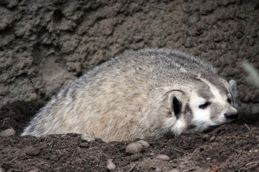 Badger.  Photo taken at Northwest Trek Wildlife Park, WA.