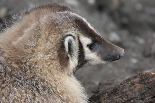 Badger.  Photo taken at Northwest Trek Wildlife Park, WA.