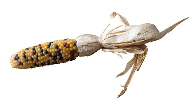 Multicoloured Indian Corn isolated with clipping path        