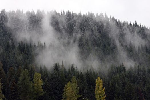 Photo taken in the Mount Hood National Forest, OR.