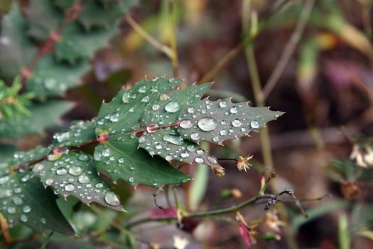 Rain on the Holly.  Photo taken in the Mount Hood National Forest, OR.
