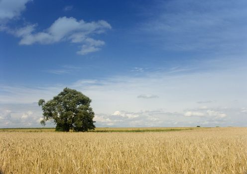 The beautiful fields of grain stretching under the blue sky