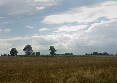 The beautiful fields of grain stretching under the blue sky