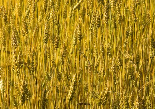 The beautiful fields of grain stretching under the blue sky