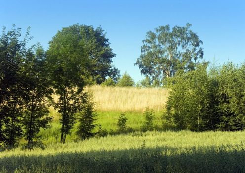 The beautiful fields of grain stretching under the blue sky