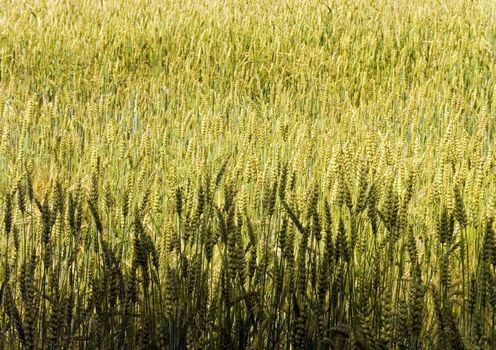 Beautiful golden fields