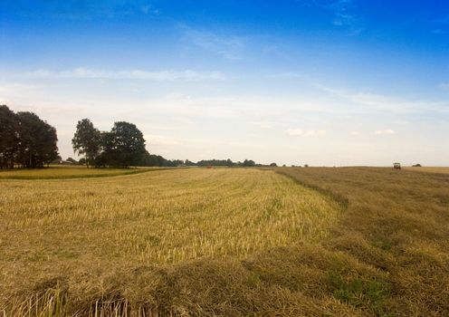 The beautiful fields of grain