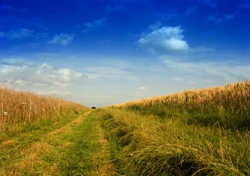 View of country path with some trees, fields, and meadows, blue sky and white clouds.