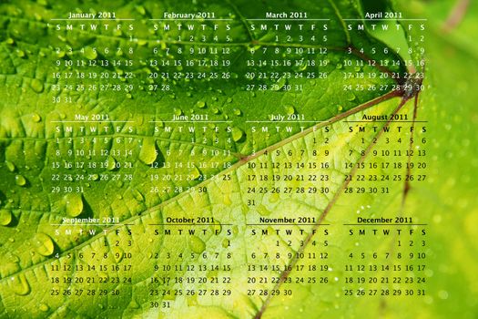 2011 calendar on bright lime green vine leaf close up with water drops as a background.