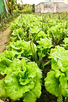 Vegetable field with lettuces and some aloes