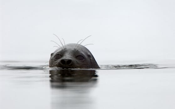The Ladoga seal. The Ladoga seal (Pusa hispida ladogensis)  in a native habitat. Winter in Ladoga lake. 