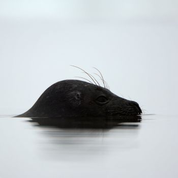 Profile portrait of Ladoga seal. The Ladoga seal in a native habitat. Winter in Ladoga lake. 