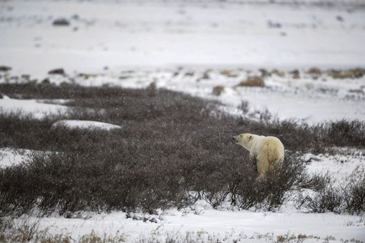 The polar bear sniffs. A portrait of the polar bear smelling air.