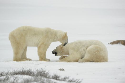 Entertainments of polar bears. Two polar bears struggle on snow.