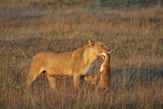A lioness with new-born antelope prey. The lioness goes on savanna and bears the killed kid of an antelope. A yellow grass. The morning sun.