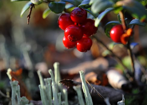 Cowberry berries. Brightly red berries of a cowberry grow in a moss.