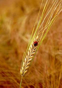 The beautiful fields of grain stretching under the blue sky