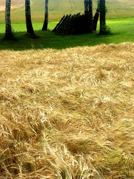 The beautiful fields of grain stretching under the blue sky