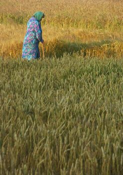 The beautiful fields of grain stretching under the blue sky