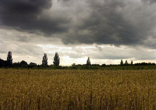 The beautiful fields of grain stretching under the blue sky