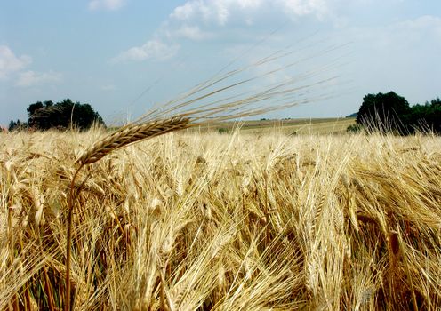 The beautiful fields of grain stretching under the blue sky