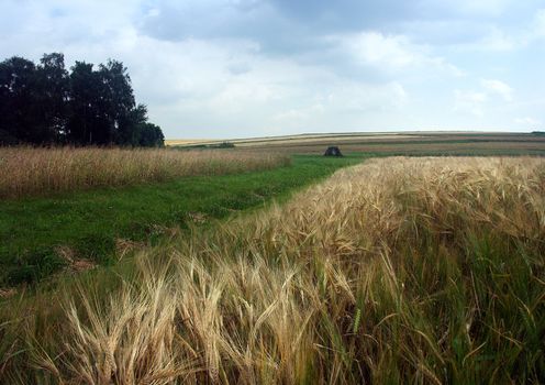 The beautiful fields of grain stretching under the blue sky