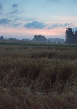 The beautiful fields of grain stretching under the blue sky