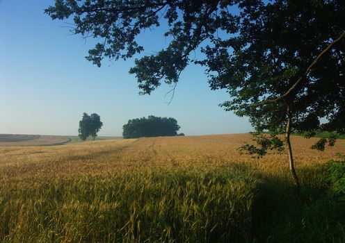 The beautiful fields of grain stretching under the blue sky