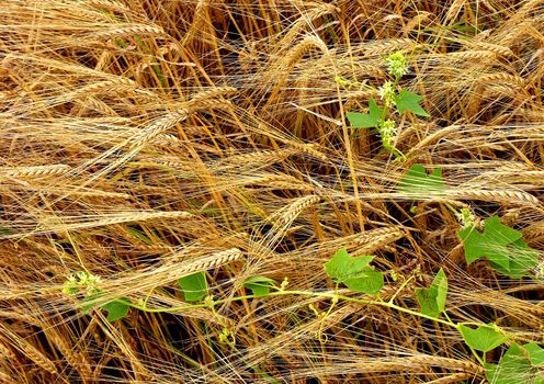 The beautiful fields of grain stretching under the blue sky