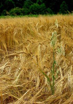 The beautiful fields of grain stretching under the blue sky