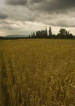 The beautiful fields of grain stretching under the blue sky