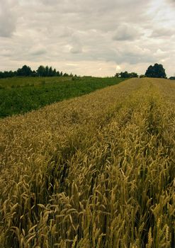 The beautiful fields of grain stretching under the blue sky