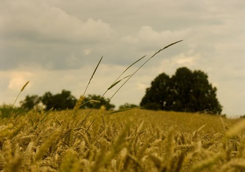 The beautiful fields of grain stretching under the blue sky