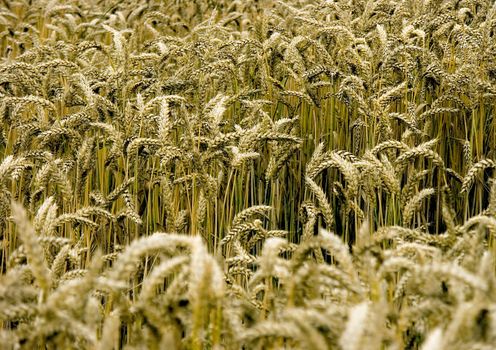 The beautiful fields of grain stretching under the blue sky