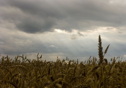 The beautiful fields of grain stretching under the blue sky