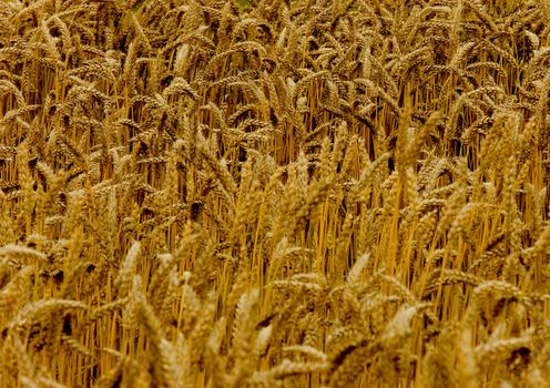 The beautiful fields of grain stretching under the blue sky