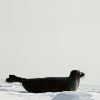 The Ladoga seal on  ice. The Ladoga seal in a native habitat. Winter in Ladoga lake. 