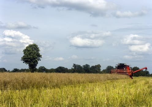 Big red combine performing his job.Combine shear rape