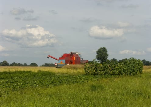 Big red combine performing his job.Combine shear rape