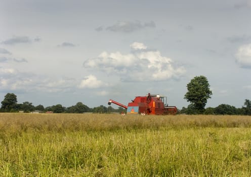 Big red combine performing his job.Combine shear rape