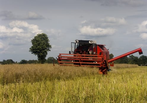 Big red combine performing his job.Combine shear rape