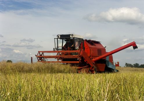 Big red combine performing his job.Combine shear rape